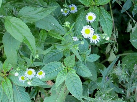 _12_Marmorit-Werk Auerbach-Hochstädten_Blumen_3.7.14_Peter.JPG