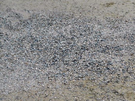 Muscheln 2RSCN4533.JPG