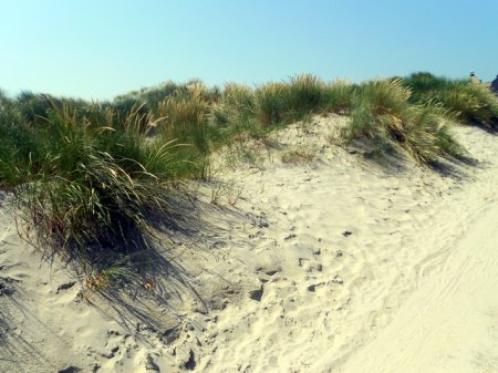 Borkum_Dünen 1DSCN4262.JPG