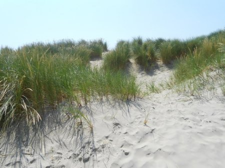 Borkum_Dünen 2DSCN4261.JPG