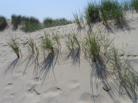 Borkum_Dünen 3DSCN4263.JPG