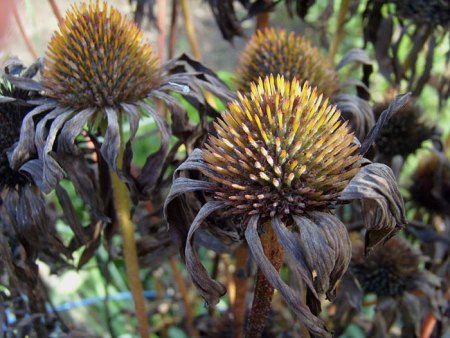 _Blüten-Panoramen_2008.JPG