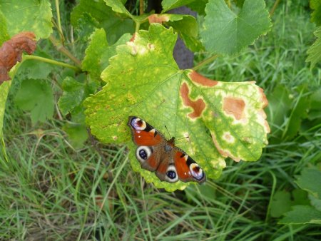 Bei einer Wanderung in den Pfälzer Weinbergen entdeckt, nachdem wir in Waldhambach nach Achat Ausschau gehalten haben .JPG