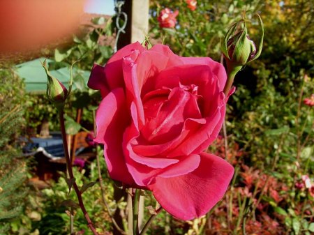 Nastätten_Blüten-Panoramen_1_12 10 08.JPG