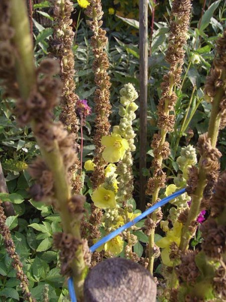 Nastätten_Blüten-Panoramen_21_12 10 08.JPG