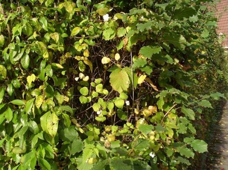 Nastätten_Garten-Panoramen_6_12 10 08.JPG