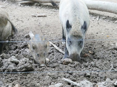 MZ_Fasanerie_20.8.16_Wildschwein-Family_9.JPG