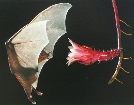 Blumenfledermaus (Mexiko).JPG