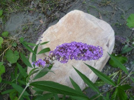 Schmetterling weg .....JPG