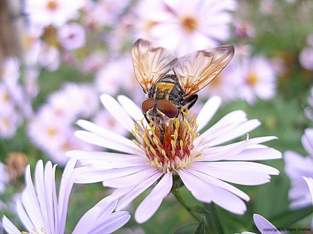 Bilder von Fauna und Flora