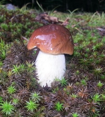 Baldiges Vergnügen wenn die Pilze wieder da sind