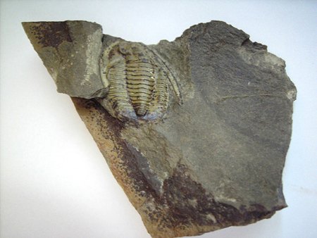 Sonstige Fossilien aus aller Welt