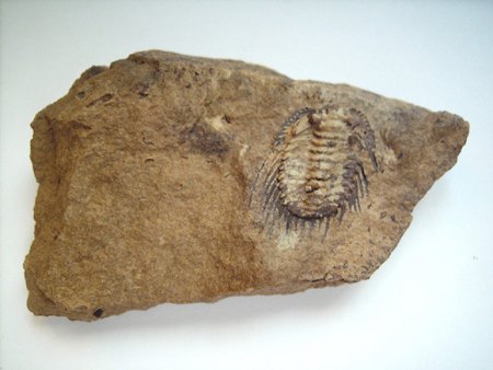 Sonstige Fossilien aus aller Welt