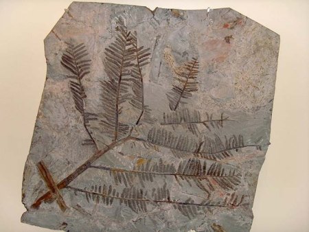 Sonstige Fossilien aus aller Welt