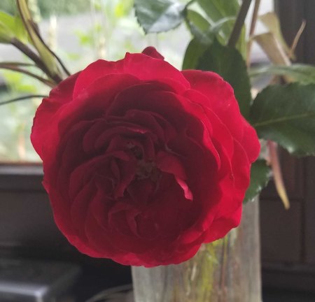 Rote, nicht duftende rose