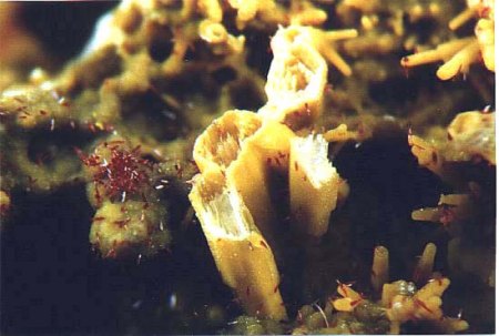 Pseudomorphose_Perimorphose_Segnitit_Mimetesit_Viseu_Portugal_Peter.jpg